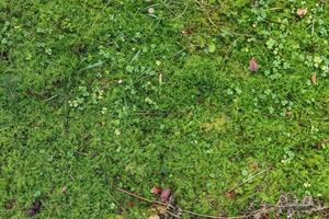 Detailed close up view at different moss textures on a forest ground photo