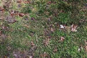 Detailed close up view at different moss textures on a forest ground photo