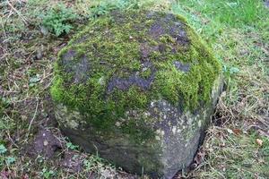 Detailed close up view at different moss textures on a forest ground photo