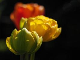 tulips in germany photo