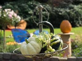 pumpkins in a german garden photo