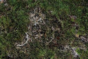 Detailed close up view on a forest ground texture with moss and branches photo