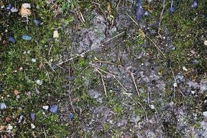 Detailed close up view on a forest ground texture with moss and branches photo