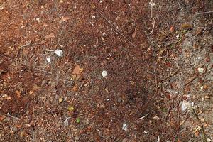 vista detallada de cerca en una textura de suelo forestal con musgo y ramas foto