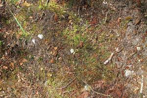 Detailed close up view on a forest ground texture with moss and branches photo