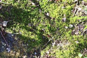 Detailed close up view at different moss textures on a forest ground photo