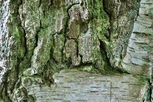 Close up at very detailed tree bark texture in high resolution. photo