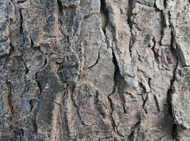 Close up at very detailed tree bark texture in high resolution. photo