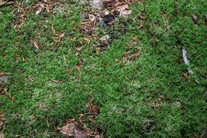 Detailed close up view at different moss textures on a forest ground photo