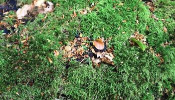 Detailed close up view at different moss textures on a forest ground photo