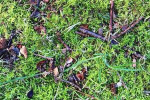 Detailed close up view at different moss textures on a forest ground photo