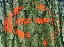 Close up at very detailed tree bark texture in high resolution. photo