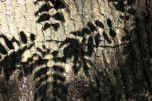 Close up at very detailed tree bark texture in high resolution. photo