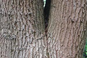 Close up at very detailed tree bark texture in high resolution. photo