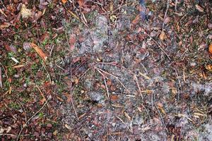 Detailed close up view on a forest ground texture with moss and branches photo