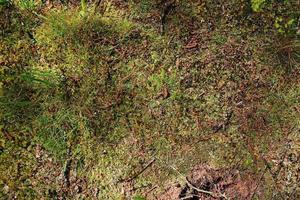 Detailed close up view on a forest ground texture with moss and branches photo