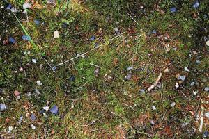 Detailed close up view on a forest ground texture with moss and branches photo