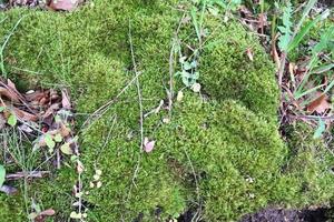 Detailed close up view at different moss textures on a forest ground photo