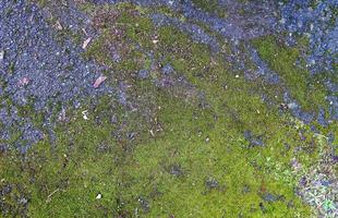 Detailed close up view at different moss textures on a forest ground photo