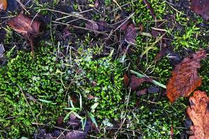 Detailed close up view at different moss textures on a forest ground photo