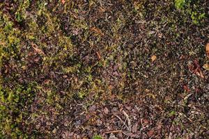 Detailed close up view on a forest ground texture with moss and branches photo