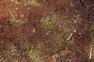 Detailed close up view on a forest ground texture with moss and branches photo