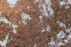 vista detallada de cerca en una textura de suelo forestal con musgo y ramas foto