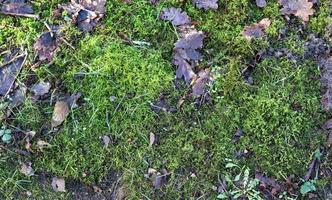 Detailed close up view at different moss textures on a forest ground photo