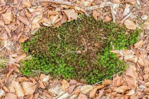 Detailed close up view on a forest ground texture with moss and branches photo