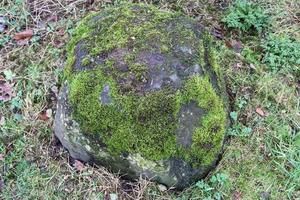 Detailed close up view at different moss textures on a forest ground photo