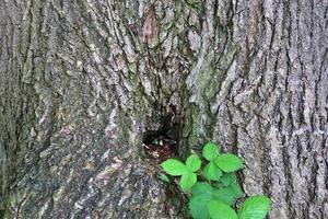 Close up at very detailed tree bark texture in high resolution. photo