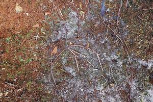 Detailed close up view on a forest ground texture with moss and branches photo