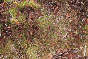 Detailed close up view on a forest ground texture with moss and branches photo