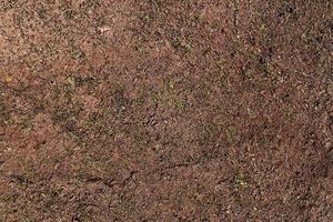 Detailed close up view on a forest ground texture with moss and branches photo