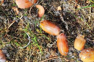 Detailed close up view on a forest ground texture with moss and branches photo