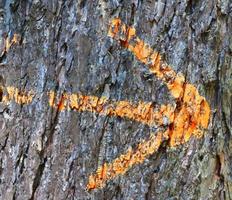 Close up at very detailed tree bark texture in high resolution. photo