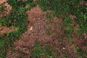 Detailed close up view on a forest ground texture with moss and branches photo