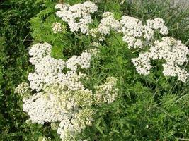 hierba medicinal, achillea millefolium, milenrama o planta de hemorragia nasal foto