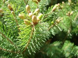 Fir tree brunch close up. Shallow focus. Fluffy fir tree brunch close up. Christmas wallpaper concept. photo