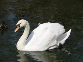 White swan in the foggy lake at the dawn. Morning lights. Romantic background. Beautiful swan. Cygnus. photo