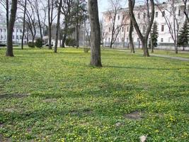 Glade with flowering buttercup Ficaria verna . Spring photo