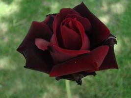 Bud, flower of a red varietal rose on the background of green grass in the garden, spring, summer, holiday, photo