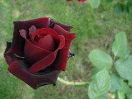 Bud, flower of a red varietal rose on the background of green grass in the garden, spring, summer, holiday, photo