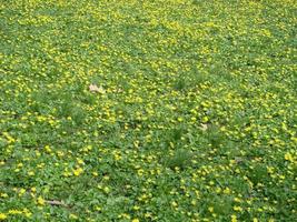 Glade with flowering buttercup Ficaria verna . Spring photo