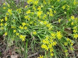 Small flowers of Gagea lutea or goose onions close-up. Yellow Star-Of-Bethlehem spring blooming on sunny day. photo