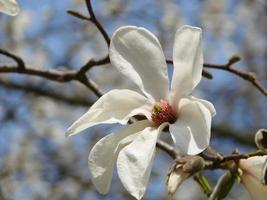 árbol de tulipán de magnolia en flor. flor de magnolia china x soulangeana con flores en forma de tulipán foto