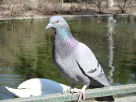 Pigeon on a ground or pavement in a city. Pigeon standing. Dove or pigeon. photo