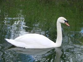 Beautiful Swan on a Crystal Clear blue river reflection photo