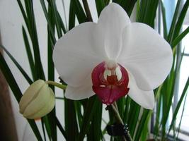 grandes flores de orquídeas blancas en una imagen panorámica foto
