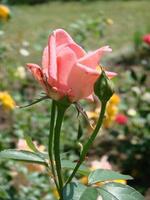 Beautiful living coral roses flowers bouquet close up. photo